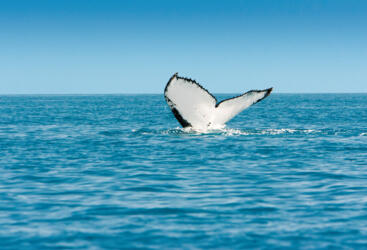 1770 Fishing Tours - See Whales June to September 