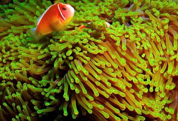 Clown Fish - Visit the Great Barrier Reef from Port Douglas