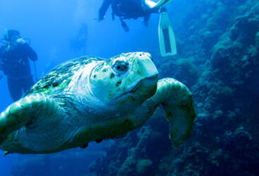 Charter Boats Townsville - Sea turtle at SS Yongala Wreck