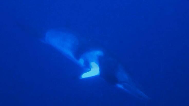 Swim with Minke Whales from Port Douglas