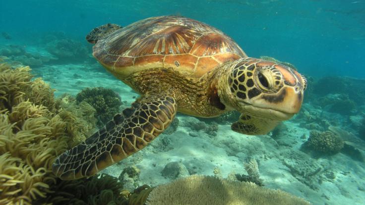 Snorkel and swim with turtles on the Great Barrier Reef