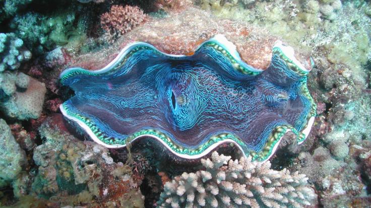 Giant Clam Shell on the Great Barrier Reef in Australia