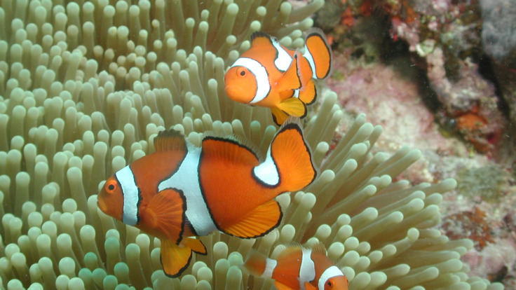 Find Nemo on the Great Barrier Reef in Austalia