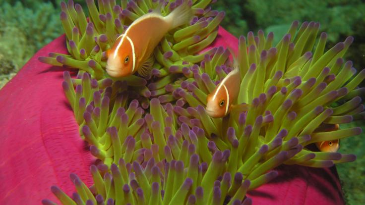 Anemone fish in the coral gardens on the Great Barrier Reef