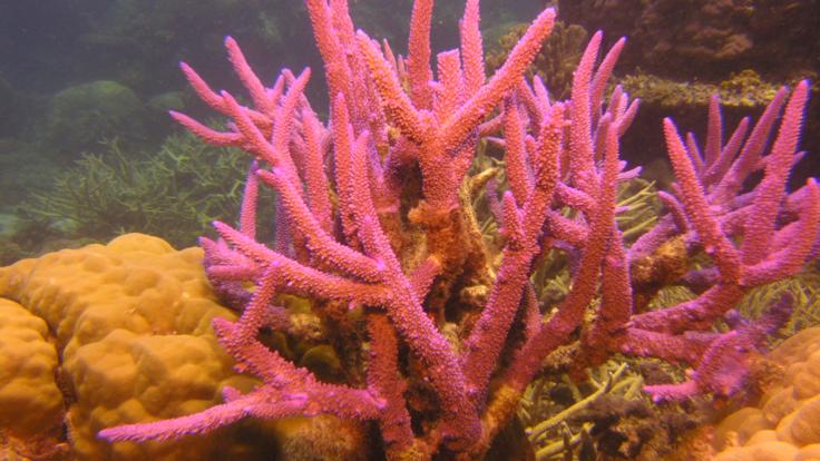 Vibrant Coral at 17 reef sites on the Great Barrier Reef