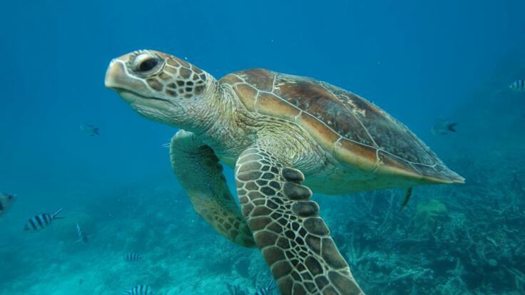 Sea turtle on the Great Barrier Reef in Australia