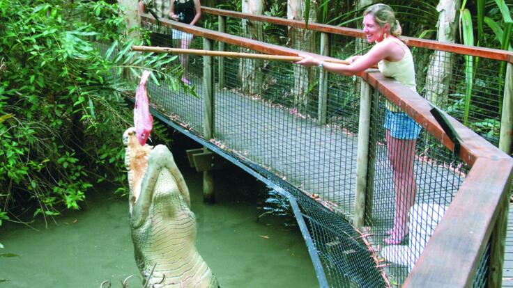 Hand feed wild Crocodiles at the Wildlife Park in Cairns
