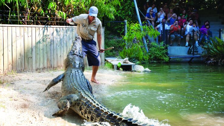 See the Crocodile Attack Show in Cairns