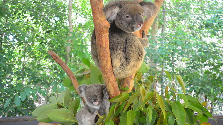 Koala Park in Cairns - Crocodile Park Cairns