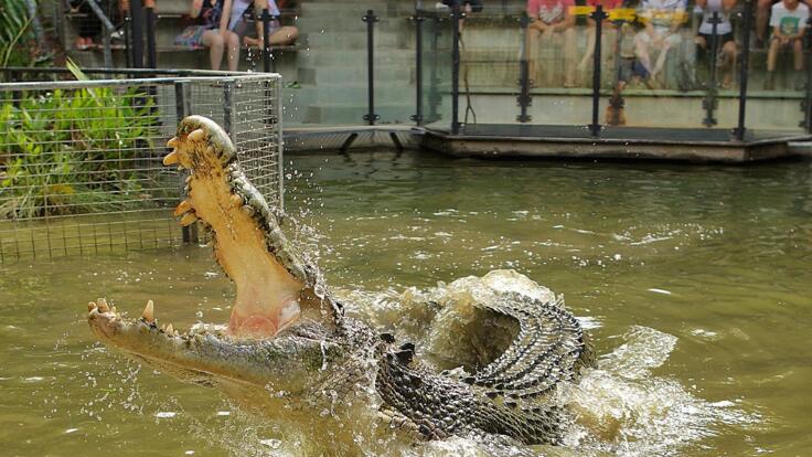 Crocodile Attack - Crocodile Park in Cairns 