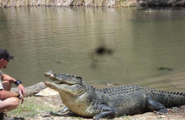 Crocodile & Wildlife Park in Cairns 