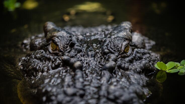Crocodile Park in Cairns - See Crocodiles and Alligators