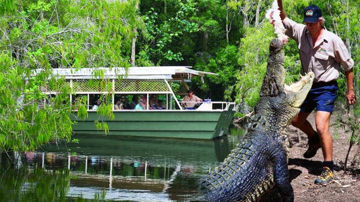 Crocodiles in Cairns - Ride the Swamp Boat to See Crocodiles in Cairns