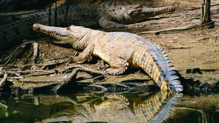 Alligators in Cairns - Hartleys Crocodile Park Tour