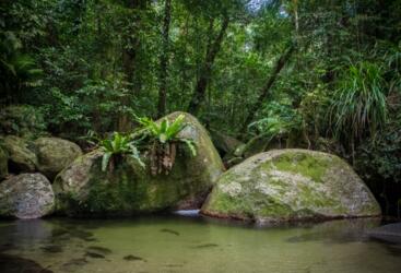 Daintree Hiking Tours - Small Group Tours Daintree Rainforest - Swim in waterholes - Daintree Rainforest