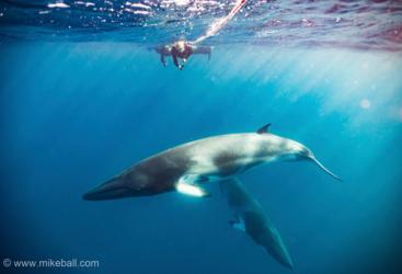 Swim With Minke Whales | 3,4 or 7 Night Expedition