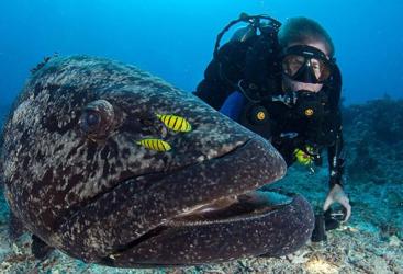 Cairns Liveaboard Dive Tours - Scuba diving with man sized Potato Cod on the Great Barrier Reef
