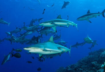 Cairns Liveaboard Dive Tours - Scuba Diving with Sharks on the Great Barrier Reef 