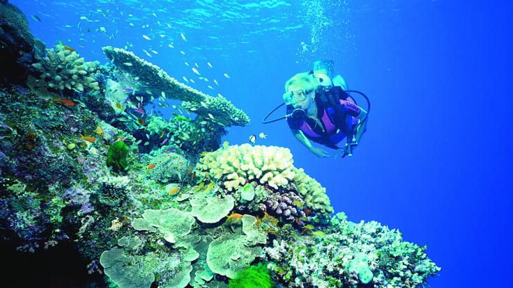 Dive Trips Cairns - Certified Dive on the Outer Great Barrier Reef in Australia