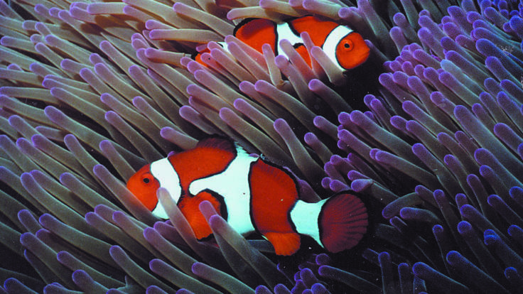 Dive Schools Cairns - Nemo Clownfish with anemone on the Great Barrier Reef in Australia