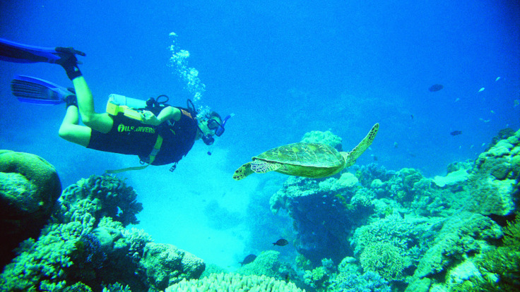 Dive Trips Cairns - Scuba dive with turtles on the Great Barrier Reef from Cairns