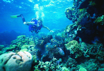 Cairns Dive School - Advanced scuba diving on the Great Barrier Reef