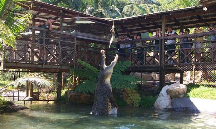 Kuranda CrocodileTours - Meet the saltwater crocodiles in the Kuranda rainforest animal park