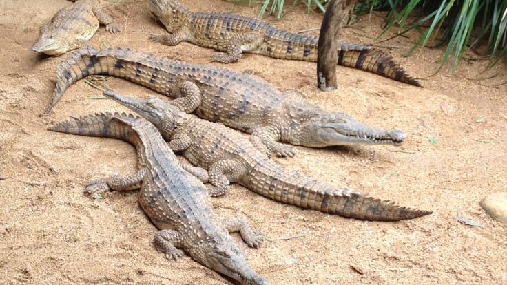 Kuranda Tours - Crocodiles at Kuranda Rainforestation Nature Park
