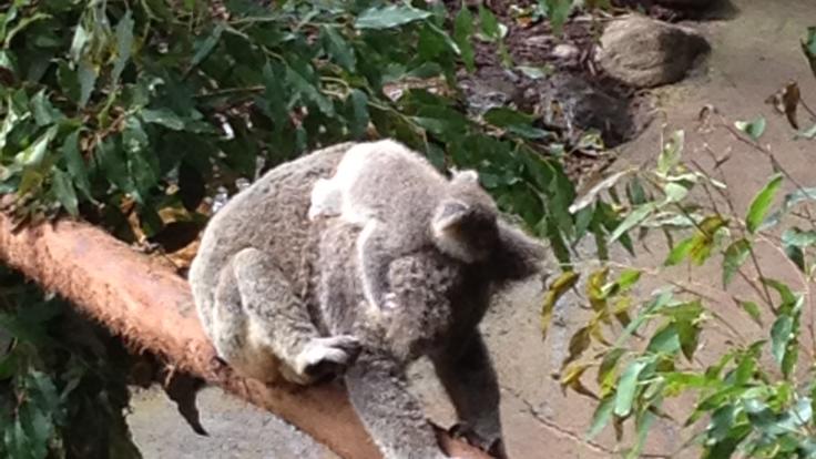 Kuranda Tours - Koalas in the Kuranda rainforest animal park