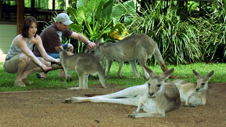 Feed the kangaroos in the rainforest nature park at Kuranda