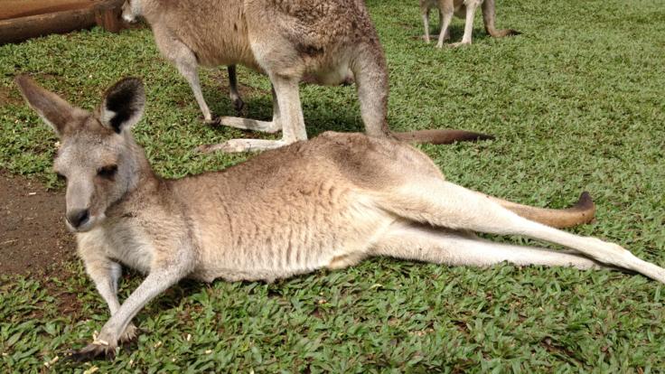 Kuranda Tours - Meet the kangaroos and wallabies at Rainforestation in Kuranda
