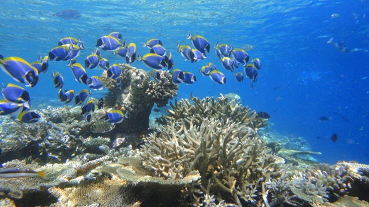 Cairns Snorkel Tour - Snorkel With Marine Life on the Great Barrier Reef