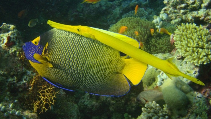 Great Barrier Reef Tours Cairns - Discover the tropical reef fish on the Great Barrier Reef in Australia 