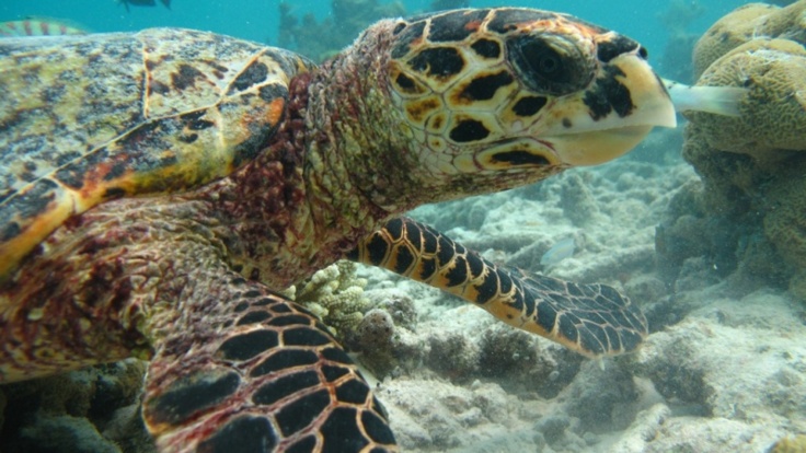 Great Barrier Reef Tours Cairns - Swim, dive or snorkel with sea turtles on the Great Barrier Reef in Australia 