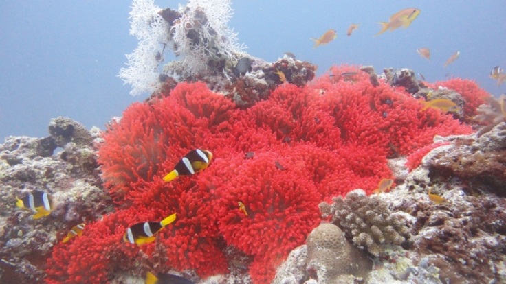 Colourful coral on the Great Barrier Reef