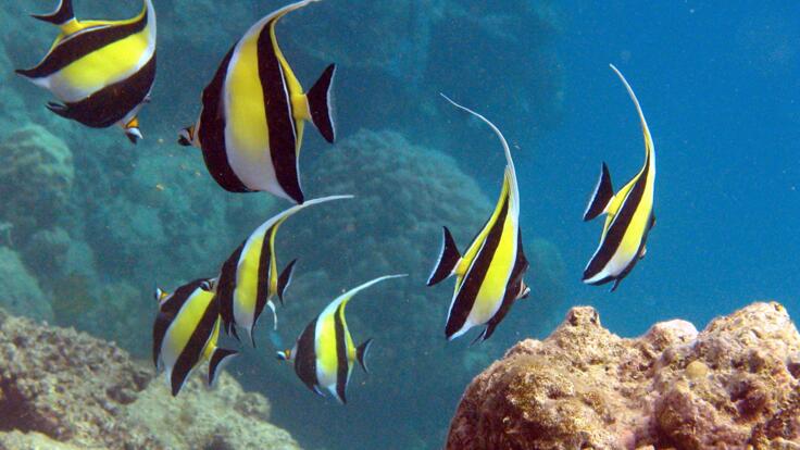 Snorkel Tours Cairns - Reef Fish