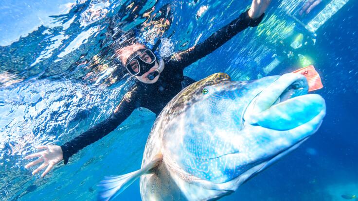 Cairns Reef Tours - Snorkel and Dive with Wally the Maori Wrasse
