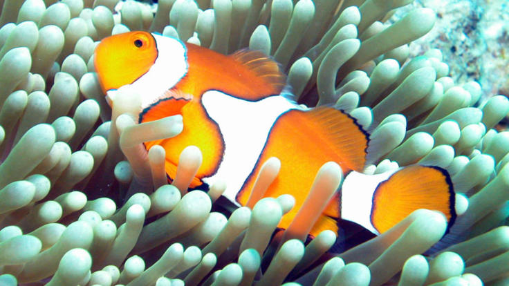 Reef Trip Cairns: See Nemo on the Outer Great Barrier Reef