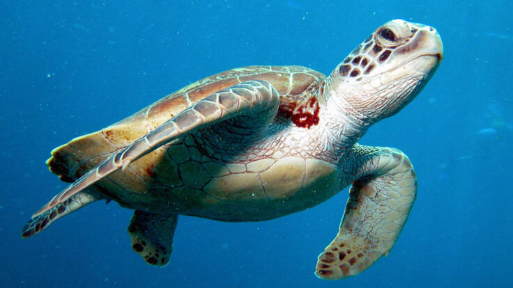 Cairns Reef Tours - Sea turtle on the Great Barrier Reef