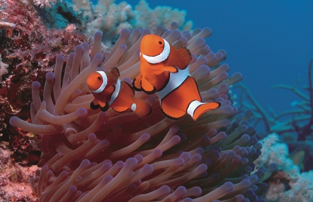 Luxury Port Douglas Reef Trips - Meet Nemo At Low Isles On Your Great Barrier Reef Private Charter Boat