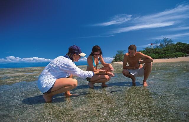 Luxury Reef Tours Port Douglas - Guided Snorkel Tour & Reef Interpretation | Private Low Isles Day Trip | Max 12 Guests