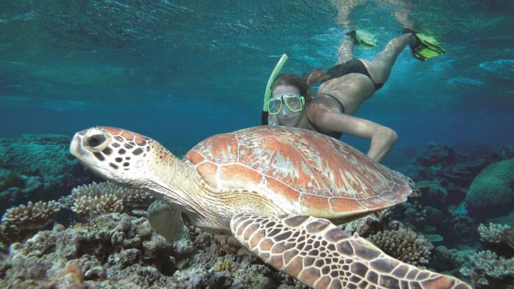 Low Isles Tours Port Douglas - Take a swim with a sea turtle  - Great Barrier Reef Australia