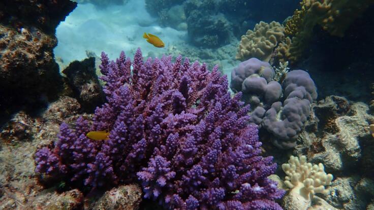 Snorkel Tours Great Barrier Reef 