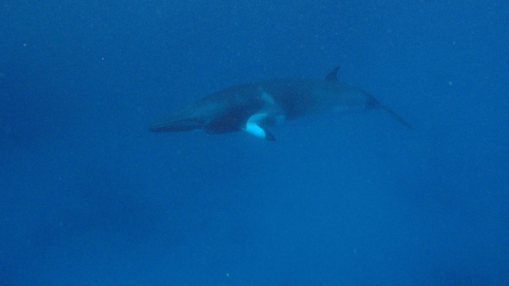 Port Douglas Dive & Snorkel Tours - Swim with Dwarf Minke Whales July - August