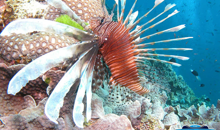 Port Douglas Dive & Snorkel Tours - Barrier Reef Australia - Lionfish - Agincourt Reef 