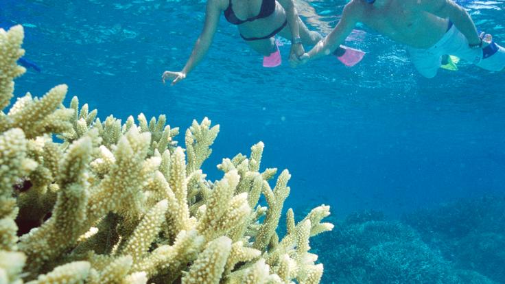Port Douglas snorkeling tours -Amazing coral reefs