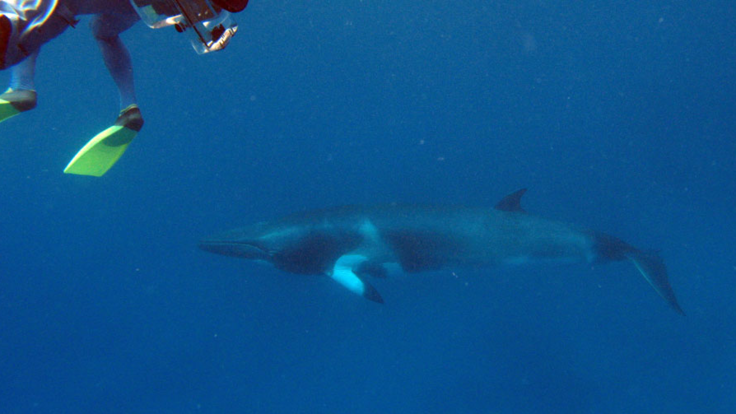 Port Douglas Dive & Snorkel Tour - Great Barrier Reef Australia - Swim with Minke whales on the Great Barrier Reef
