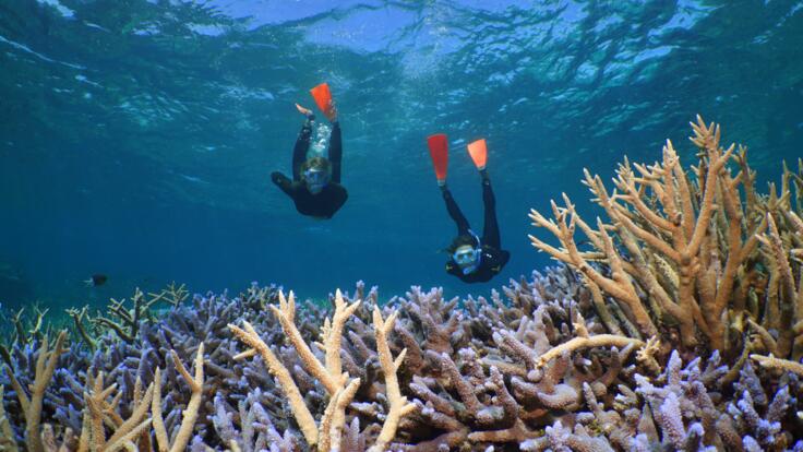 Great Barrier Reef Tours - Snorkeling Tour Port Douglas 