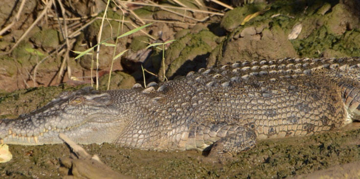Daintree Rainforest Tours - See crocodiles on the Daintree River Cruise 