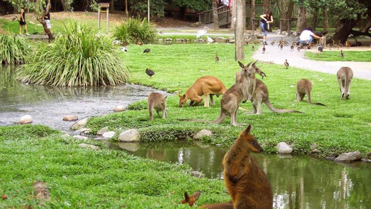 Daintree Rainforest Tours - Pet kangaroos and wallabies at the Wildlife Rainforest Habita in Port Douglas